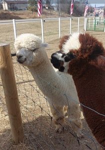 Alpacas ready for some food at City Ranch General Store.